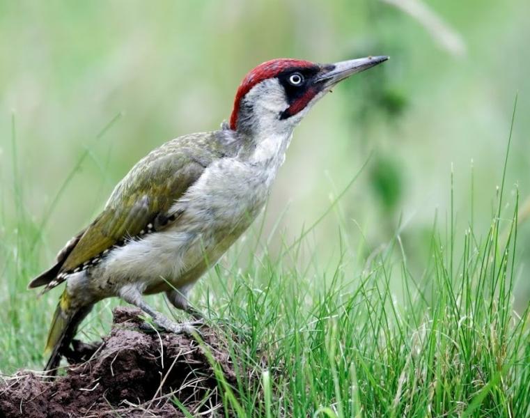 A green woodpecker perched on a fallen branch