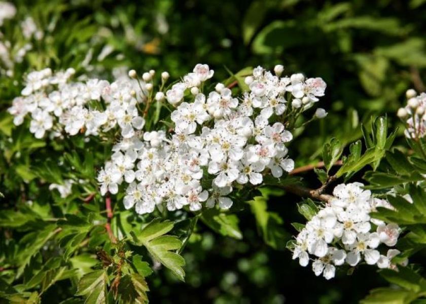 Close up of the small white flowers of the Hawthorn