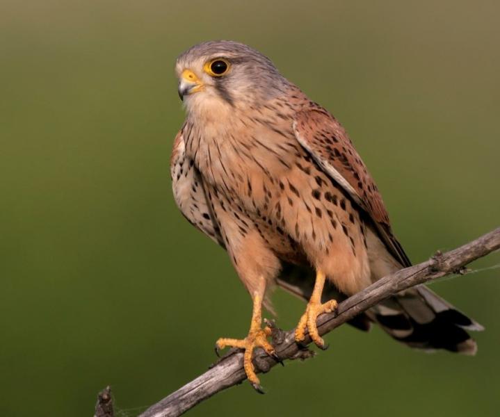 A kestrel perched on a tree branch