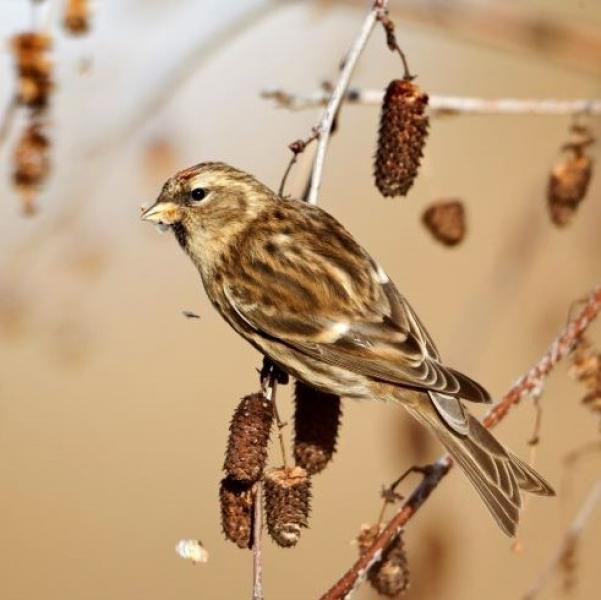 Close up of a Lesser Redpoll perched on a tree branch