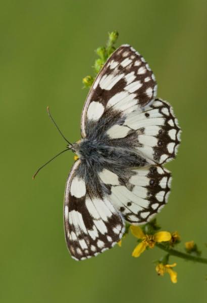 Close up of the distinctive black and white patterned wings of the Marbled white butterfly