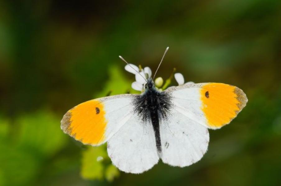 Close up of an orange tip butterfly