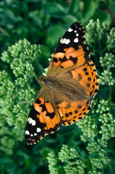 The open wings of a painted lady butterfly resting on a leaf