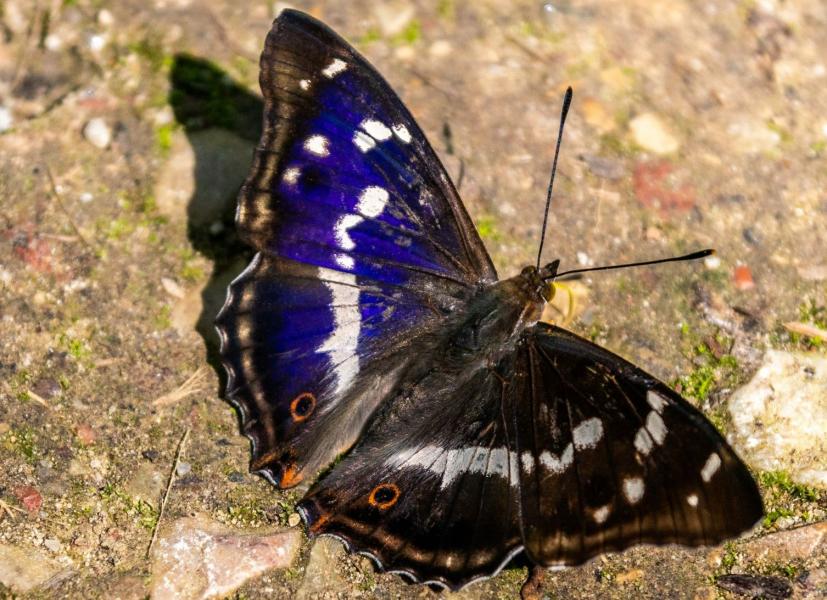 Close up of a purple emperor resting on the ground