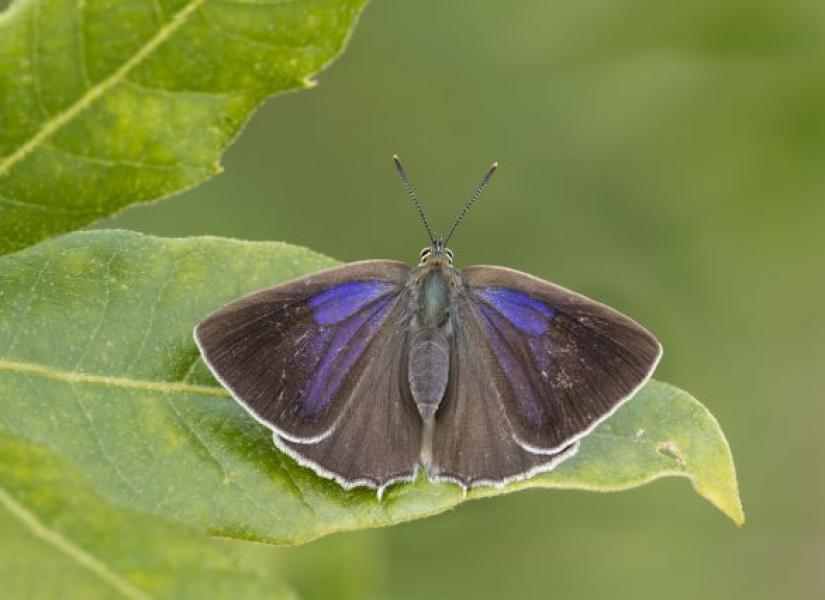 The open wings of the purple hairstreak butterfly resting on a leaf