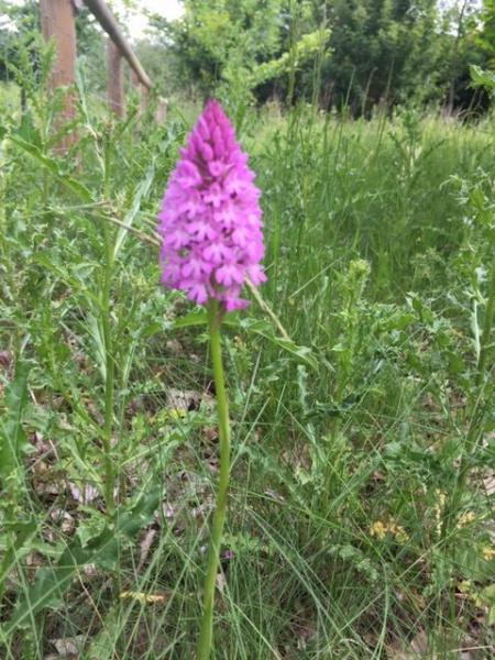 Close up of a pyramidal orchid pictures in Dorothy's Wood