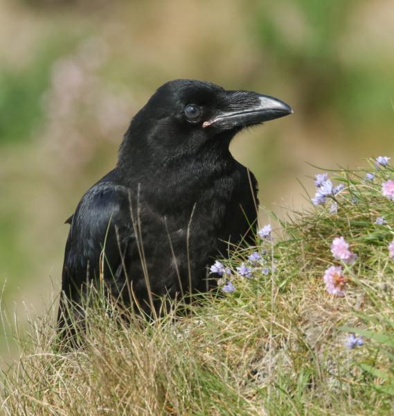 Close up of a Raven resting in the grass
