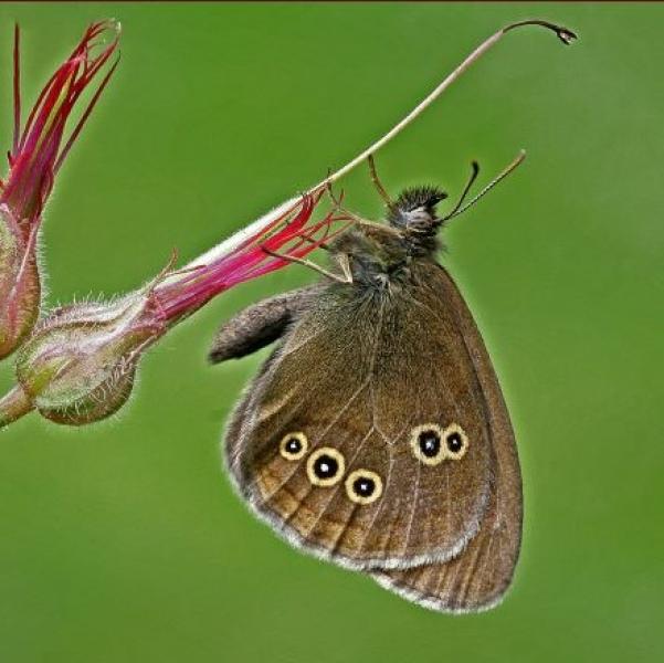Side view of a ringlet butterfly resting on some seed pods