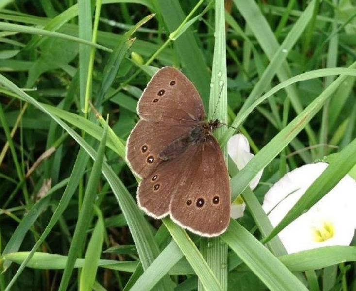A ringlet butterfly pictures on the family trail in the Forest