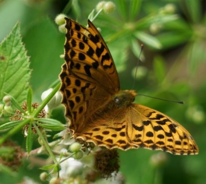 Close up of a silver-washed fritillary perched on a plant