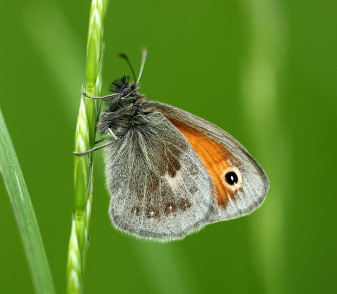 Side view of a small heath holding onto a flower stalk