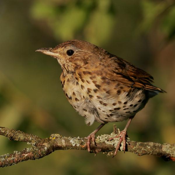 Close up of a Song Thrush perched on a tree branch