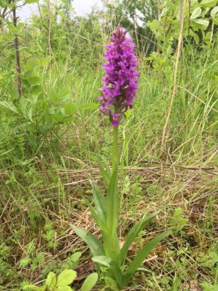 A southern marsh orchid pictured in Pitchell's Wood