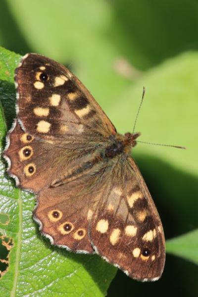 Close up of the open wings of a speckled wood butterfly