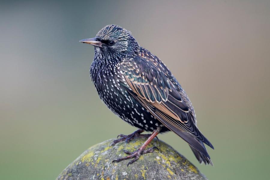 Close up of Starling perched on a fence post