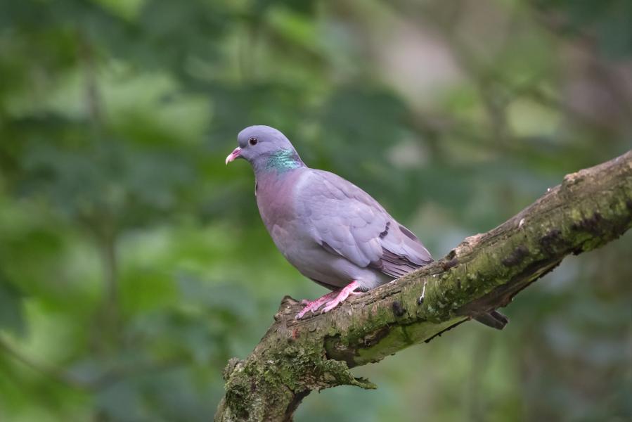 Close up of a Stock Dove perched on a tree branch