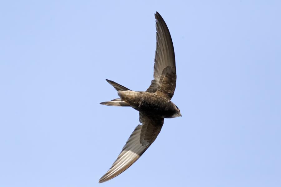 Close up of Swift flying through a blue sky