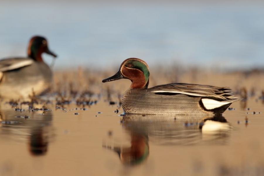 Close up of a Teal floating on a pond