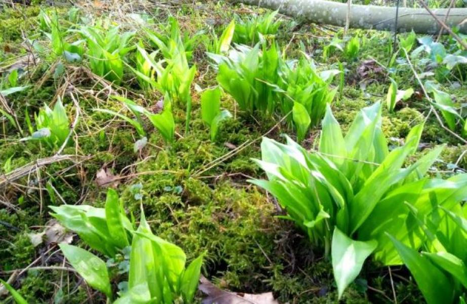 The leaves of some wild garlic