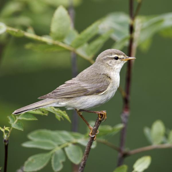 Close up of a Willow Warbler perched on a tree branch