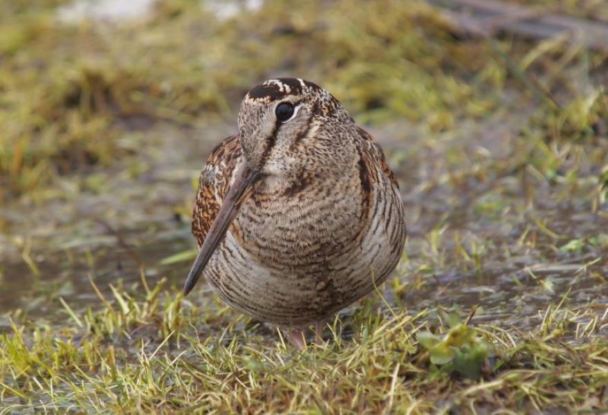 Close up of a Woodcock resting on some grass