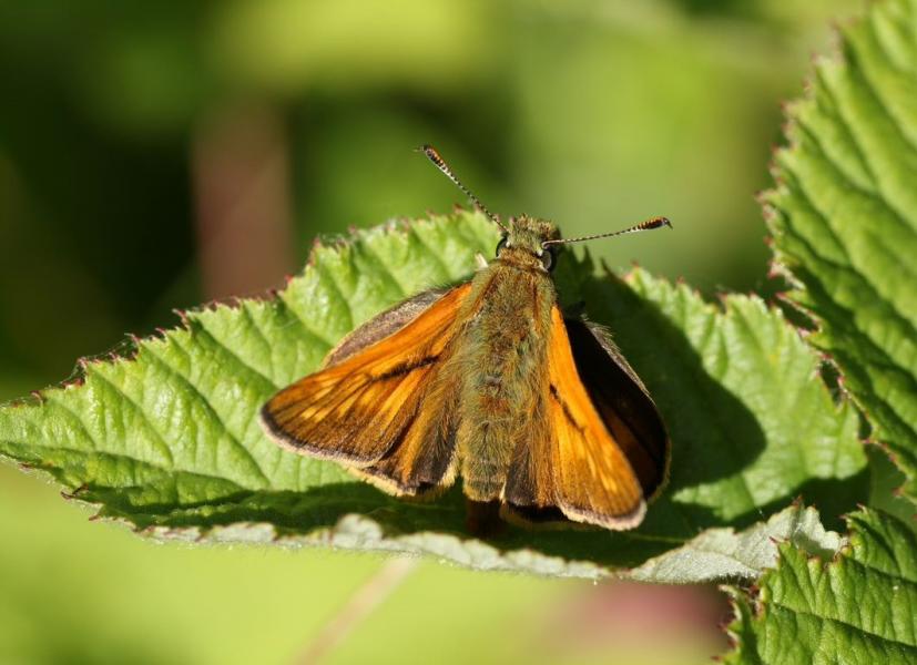 Close up of a large skipper resting on a leaf