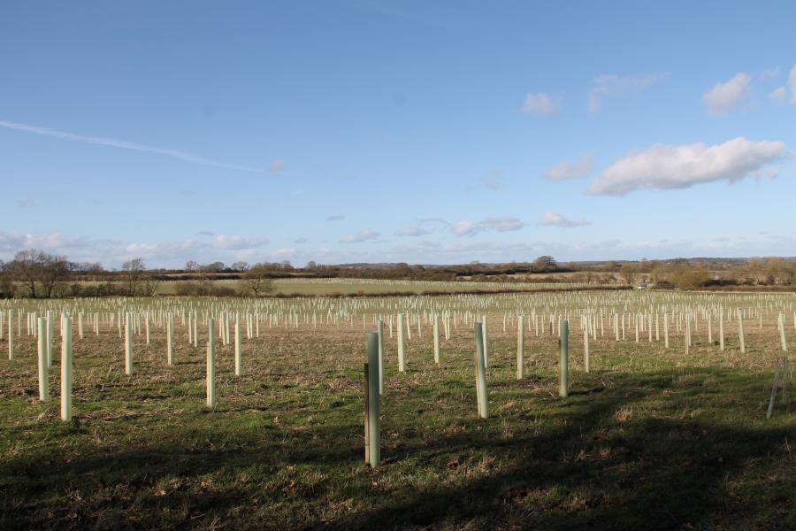 Newly planted trees at Newnham