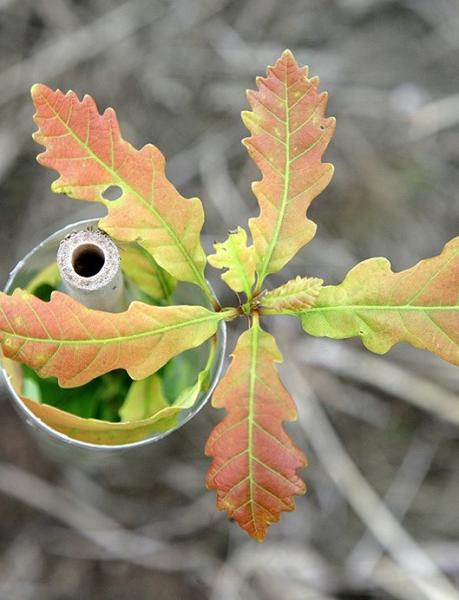 Oak sapling growing out of the top of a protective tree tube