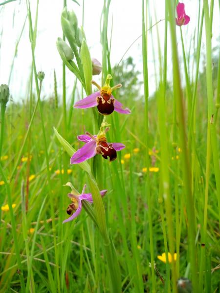 Close up of a bee orchid in grassland