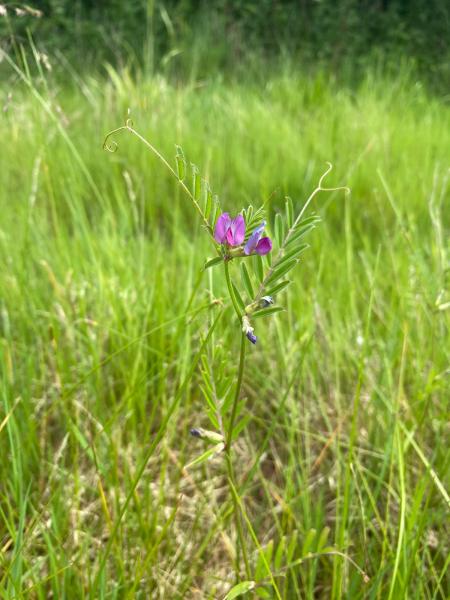 Close up of common vetch 