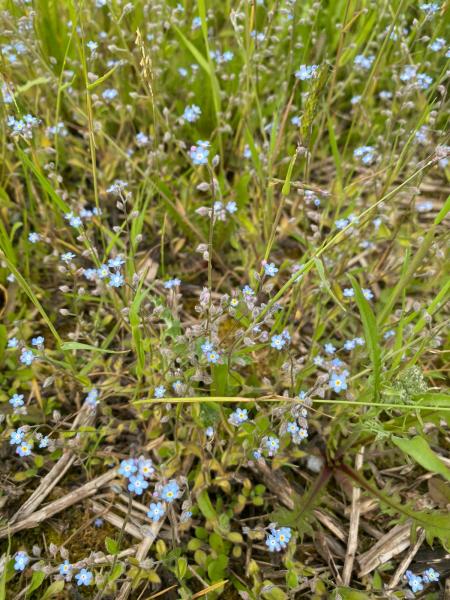 Close up of field forget-me-nots 
