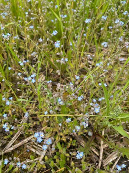 Close up of field forget-me-nots