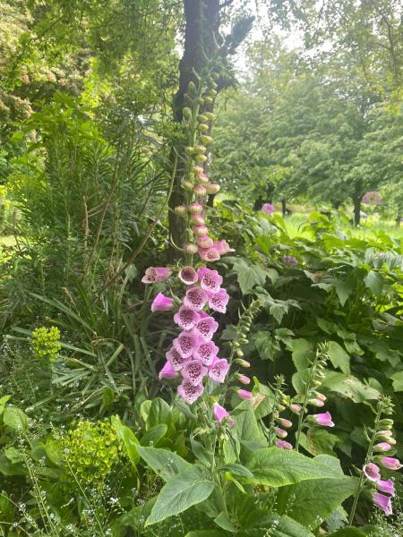 Close up of foxglove in the Forest 