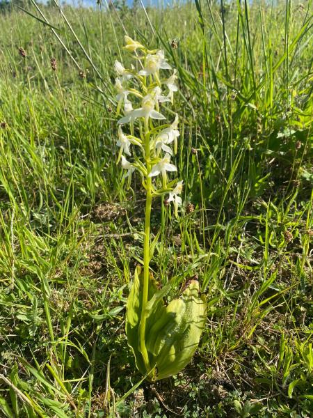 Close up of a greater butterfly orchid