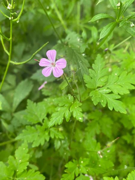 Close up of herb robert