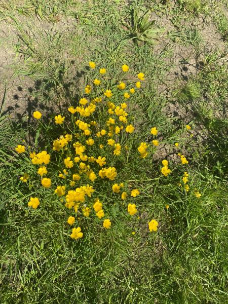 Close up of meadow buttercup