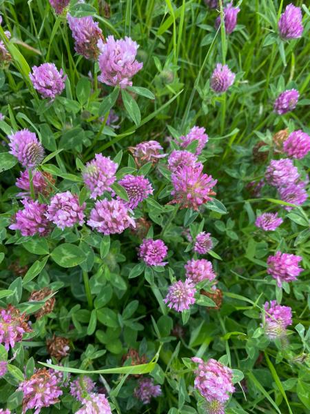 Close up of red clover 