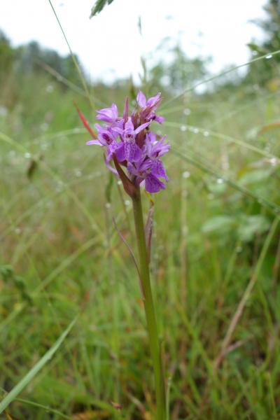 Close up of a southern marsh orchid 