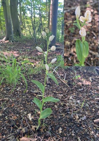 Close up of white helleborine on the forest floor 