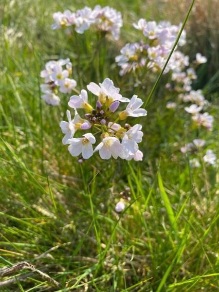 Close up of the flowers of a cuckooflower in the Forest