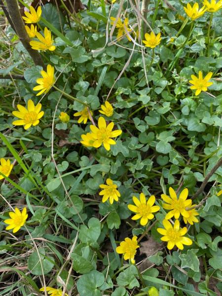 A shot of bright yellow lesser celandine in the Forest