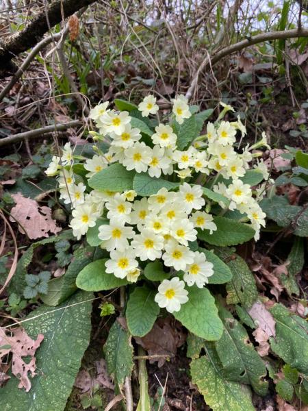 A bunch of flowering primrose flowers.