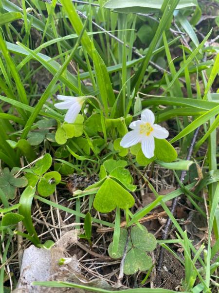 close up of two small wood sorrel flowers in the Forest. 
