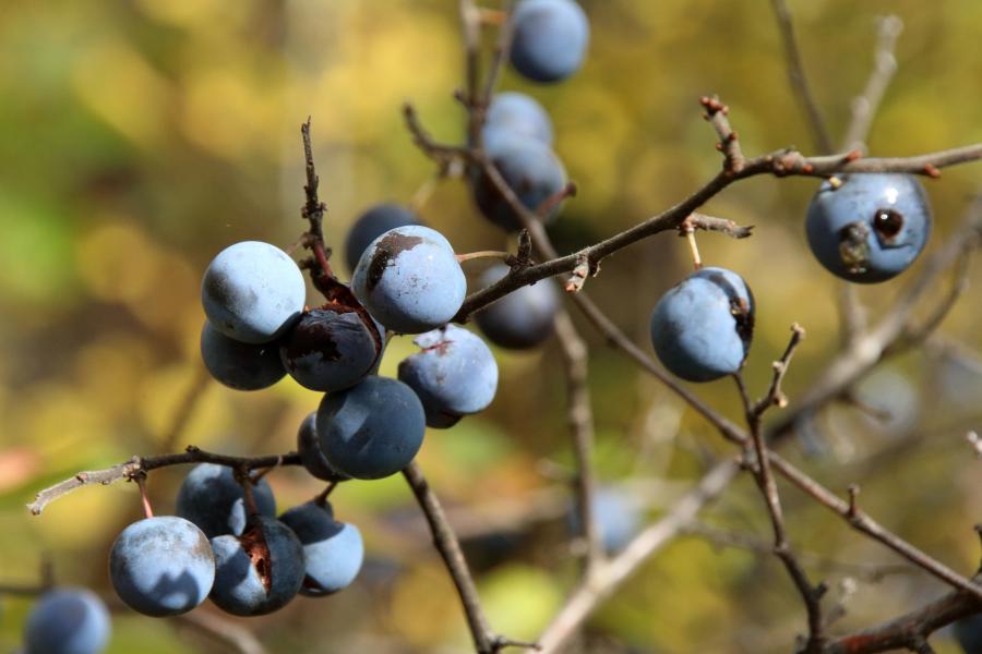 Blackthorn sloes