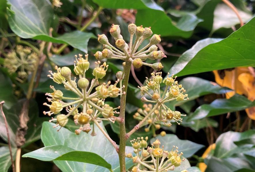 Close up of ivy flowers