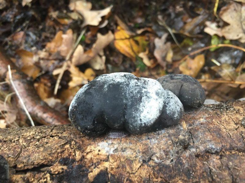 close up of king alfred's cakes growing on some dead wood