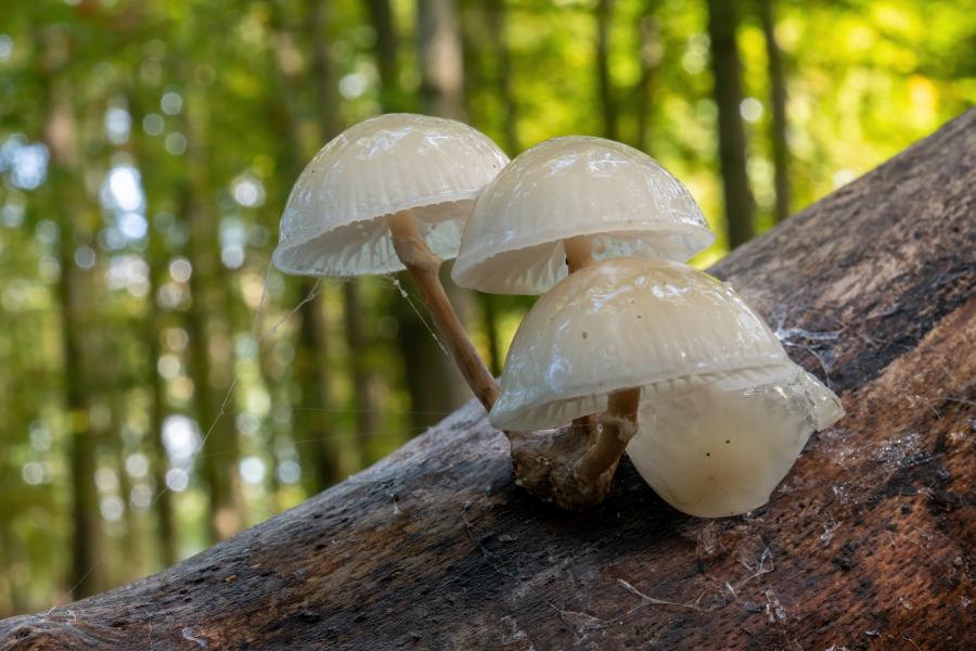 Close up of porcelain fungi growing on a tree trunk in the Forest