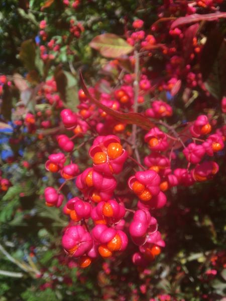 Close up of orange and pink spindle berries