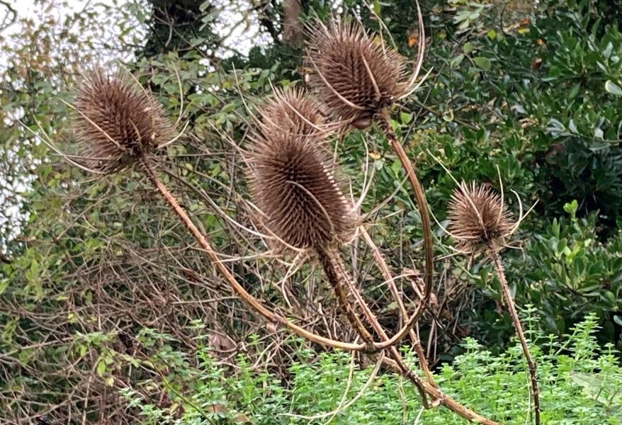 Close up of dry brown conical seed heads of teasel