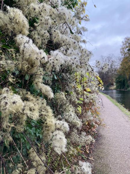 The feathery white-grey seed clusters of the wild clematis